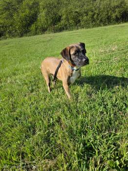 Rescue Black Mouth Cur Dogs for Adoption in Centerville, Georgia - Maximus Amputitus | PetCurious