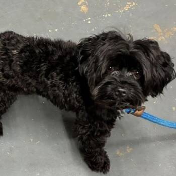 Grover -  Miniature Poodle Dog for Adoption in Calverton, New York - Grover | PetCurious