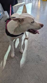 Rescue Husky and Pit Bull Terrier Dogs for Adoption in Fort Worth, Texas - Leilani | PetCurious