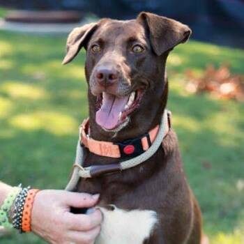 Pumpkin Spice -  Labrador Retriever and Mixed Breed Dog for Adoption in Atlanta, Georgia - Pumpkin Spice | PetCurious