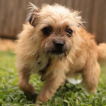 Dynasty -  Mixed Breed Dog for Adoption in Philadelphia, Pennsylvania - Dynasty | PetCurious