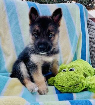 Amarone -  Shepherd Dog for Adoption in Houston, Texas - Amarone | PetCurious