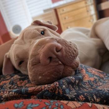 ATHENA THE BEAUTIFUL -  Shar Pei Dog for Adoption in Hollywood, Florida - ATHENA THE BEAUTIFUL | PetCurious