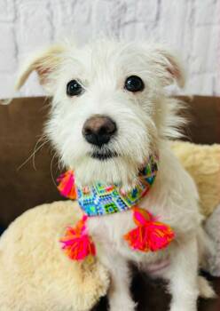 Akira -  Terrier Dog for Adoption in Lucas, Texas - Akira | PetCurious
