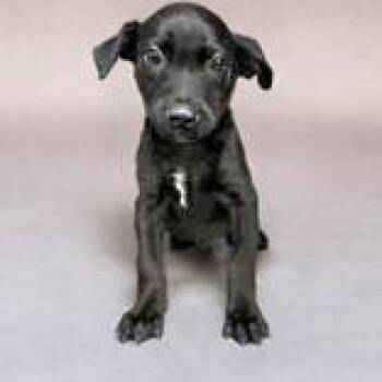 Dodger -  Chihuahua and Labrador Retriever Dog for Adoption in Portsmouth, Ohio - Dodger | PetCurious