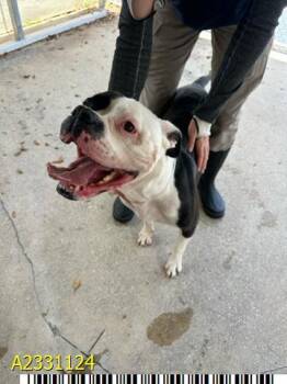 MOCHA -  Mixed Breed Dog for Adoption in West Palm Beach, Florida - MOCHA | PetCurious