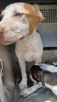 Pringle -  Mixed Breed Dog for Adoption in Shelbyville, Tennessee - Pringle | PetCurious