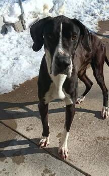 Great Dane Dogs Available for Adoption - Larry | PetCurious