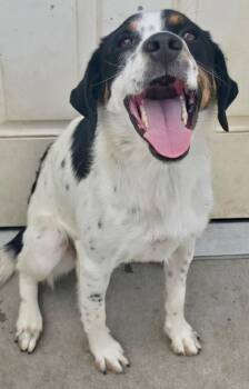 Catillac -  Australian Cattle Dog Blue Heeler and Hound Dog for Adoption in Fort Lupton, Colorado - Catillac | PetCurious