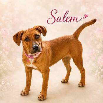 Salem -  Hound Dog for Adoption in Toms River, New Jersey - Salem | PetCurious