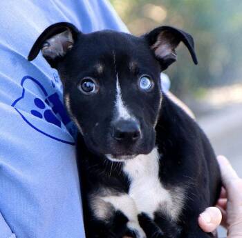 Memphis (AO37532) -  Terrier Dog for Adoption in Kansas City, Kansas - Memphis (AO37532) | PetCurious