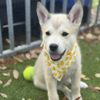 Mixed Breed Dogs Available for Adoption - Bruno | PetCurious