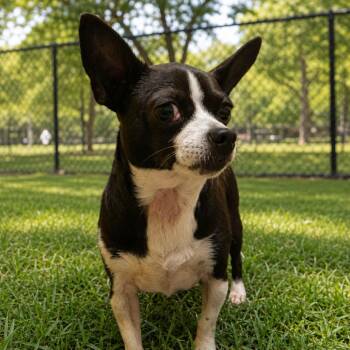 Roxy -  Chihuahua and Mixed Breed Dog for Adoption in Bend, Oregon - Roxy | PetCurious
