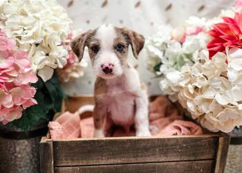 Acorn Squash -  Terrier Dog for Adoption in Newberg, Oregon - Acorn Squash | PetCurious