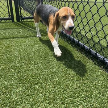 ?F6 0314 -  Beagle Dog for Adoption in Loxahatchee Groves, Florida - ?F6 0314 | PetCurious