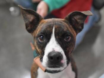 Buster -  Boxer Dog for Adoption in Portland, Oregon - Buster | PetCurious