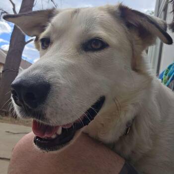 Yellow Labrador Retriever Dogs Available for Adoption in Denver, Colorado - Colfax | PetCurious