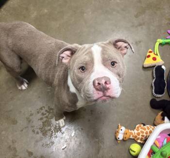 Joy -  Pit Bull Terrier Dog for Adoption in Seneca, Pennsylvania - Joy | PetCurious