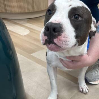 Pit Bull Terrier Dogs Available for Adoption in Lindenhurst, New York - 26-195 | PetCurious