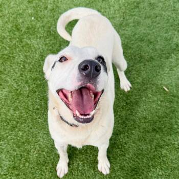 SERAPHINA -  Mixed Breed Dog Available for Adoption in Cranston, Rhode Island - SERAPHINA | PetCurious