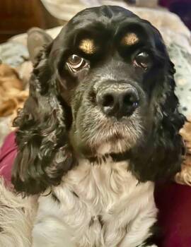 Peppy -  Cocker Spaniel Dog for Adoption in Austin, Texas - Peppy | PetCurious