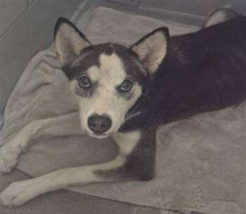 Husky and Mixed Breed Dogs Available for Adoption - PEARL | PetCurious