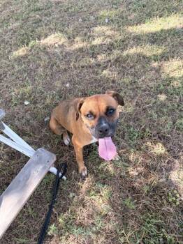 Layla -  Mixed Breed and Boxer Dog for Adoption in Austin, Texas - Layla | PetCurious