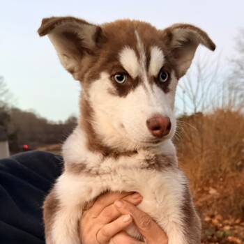 Rescue Husky Dogs for Adoption in Stormville, New York - CT Rouge | PetCurious