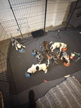 Mountain Cur and Australian Shepherd Dogs Available for Adoption - Jewel | PetCurious