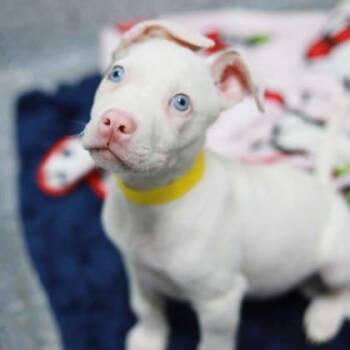 Piglet -  Catahoula Leopard Dog and Mixed Breed Dog for Adoption in Atlanta, Georgia - Piglet | PetCurious