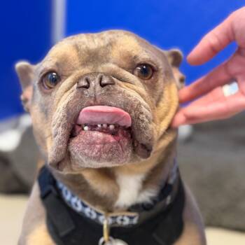 French Bulldog Dogs Available for Adoption in Greensboro, Georgia - Cheddar | PetCurious