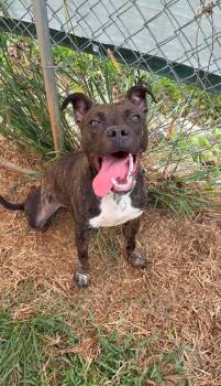 Tiki -  American Staffordshire Terrier and Pit Bull Terrier Dog for Adoption in Munfordville, Kentucky - Tiki | PetCurious