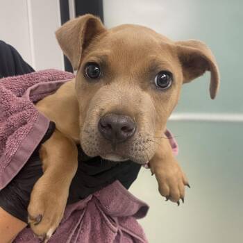 Pit Bull Terrier Dogs Available for Adoption in Abilene, Texas - Andes | PetCurious