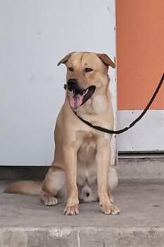 MARCUS -  Labrador Retriever Dog for Adoption in San Antonio, Texas - MARCUS | PetCurious