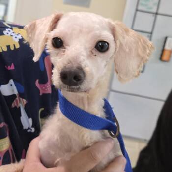 Percy -  Poodle Dog for Adoption - Percy | PetCurious
