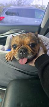 French Bulldog Dogs Available for Adoption - Lucy Lou | PetCurious