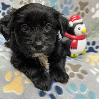 Rescue Yorkshire Terrier and Mixed Breed Dogs for Adoption - Candy Cane | PetCurious