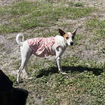 Mixed Breed Dogs Available for Adoption in Melbourne, Florida - Maddie | PetCurious