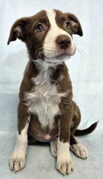 Belle -  Australian Shepherd and Mixed Breed Dog for Adoption in Morton Grove, Illinois - Belle | PetCurious