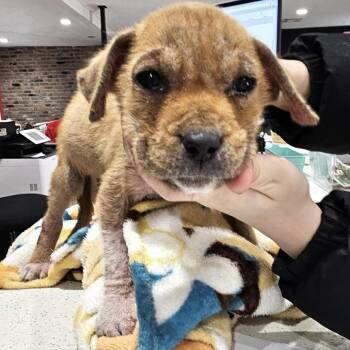 Cattle Dog and Mixed Breed Dogs Available for Adoption in Livingston, Texas - Obi-Wan | PetCurious
