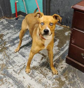 Husky and Shepherd Dogs Available for Adoption in New Lexington, Ohio - Sinatra #74 | PetCurious