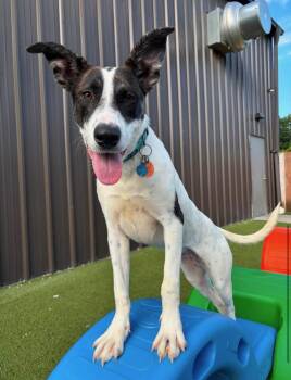 Francesca -  Shepherd and Husky Dog for Adoption in Lucas, Texas - Francesca | PetCurious