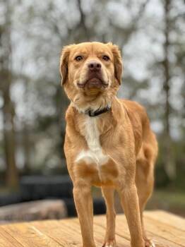 Alvin -  Hound Dog for Adoption in Bloomington, Indiana - Alvin | PetCurious