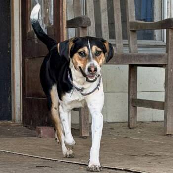 Beagle and Rat Terrier Dogs Available for Adoption - Coco | PetCurious