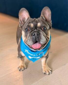 French Bulldog Dogs Available for Adoption - Chester  | PetCurious