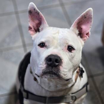Bella -  American Bully Dog for Adoption in Normal, Illinois - Bella | PetCurious