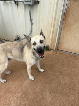 Flynn Rider -  German Shepherd Dog Dog for Adoption in Bossier City, Louisiana - Flynn Rider | PetCurious