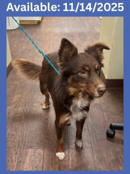 Rescue Australian Shepherd and Mixed Breed Dogs for Adoption in Greenville, Texas - Dog Kennel #38 George | PetCurious