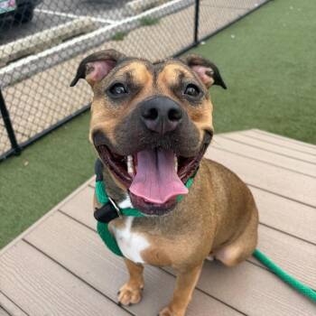 Squeaky -  Mixed Breed Dog for Adoption in Philadelphia, Pennsylvania - Squeaky | PetCurious