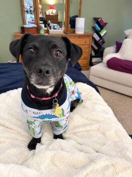 Licorice- In Foster Home -  Mixed Breed Dog for Adoption in Hamilton, Ohio - Licorice- In Foster Home | PetCurious